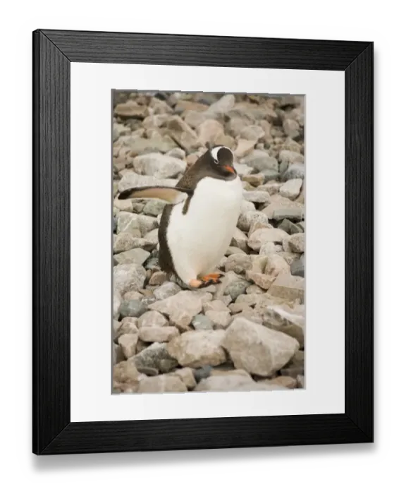 Framed Print : Antarctic, Sub Antarctic Island Framed Print : Antarctic, Sub Antarctic Island