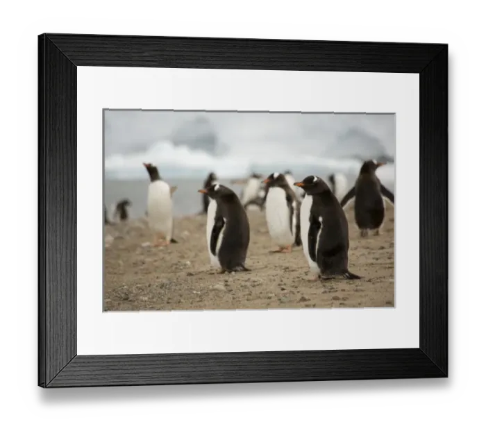 Framed Print : Antarctic, Sub Antarctic Island