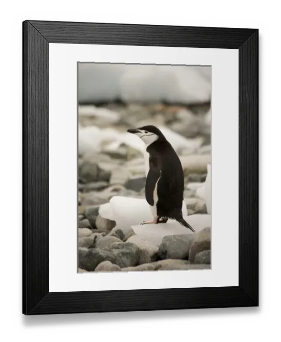 Framed Print : Antarctic, Sub Antarctic Island Framed Print : Antarctic, Sub Antarctic Island