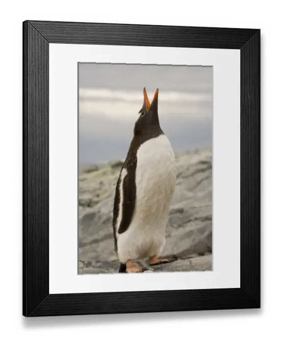 Framed Print : Antarctic, Sub Antarctic Island