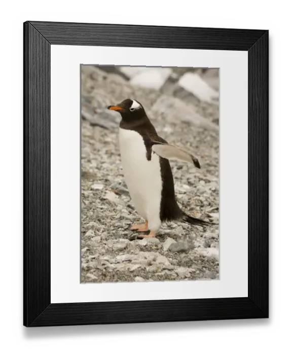 Framed Print : Antarctic, Sub Antarctic Island Framed Print : Antarctic, Sub Antarctic Island