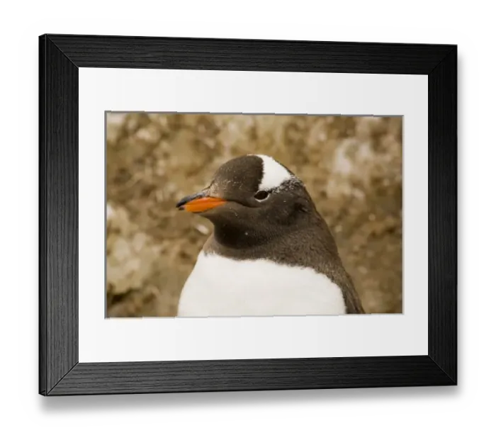 Framed Print : Antarctic, Sub Antarctic Island Framed Print : Antarctic, Sub Antarctic Island
