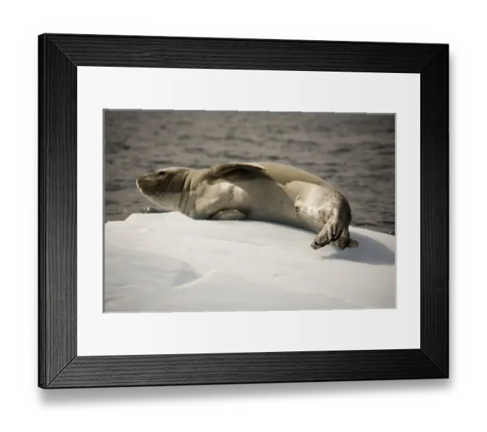 Framed Print : Antarctic, Sub Antarctic Island Framed Print : Antarctic, Sub Antarctic Island