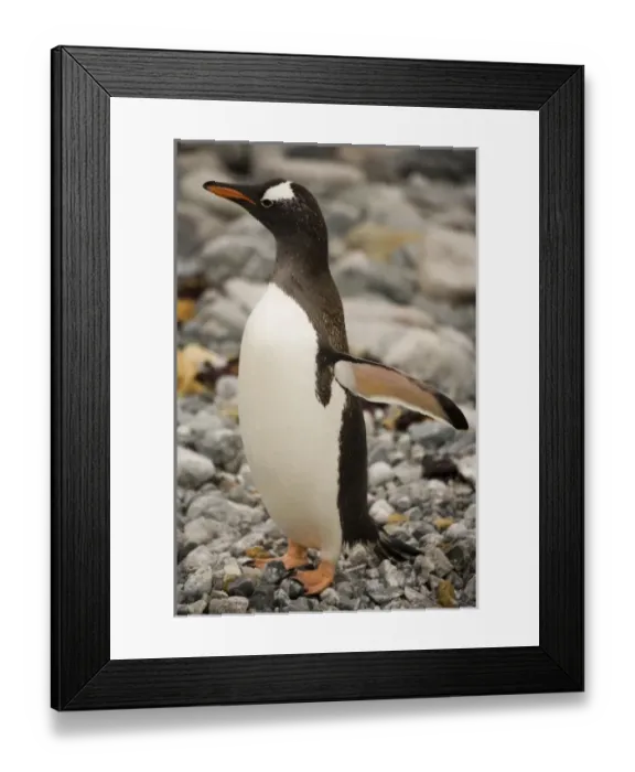 Framed Print : Antarctic, Sub Antarctic Island