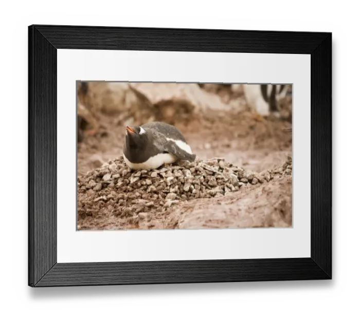 Framed Print : Antarctica. Nesting Gentoo penguin asleep on gravel nest Framed Print : Antarctica. Nesting Gentoo penguin asleep on gravel nest