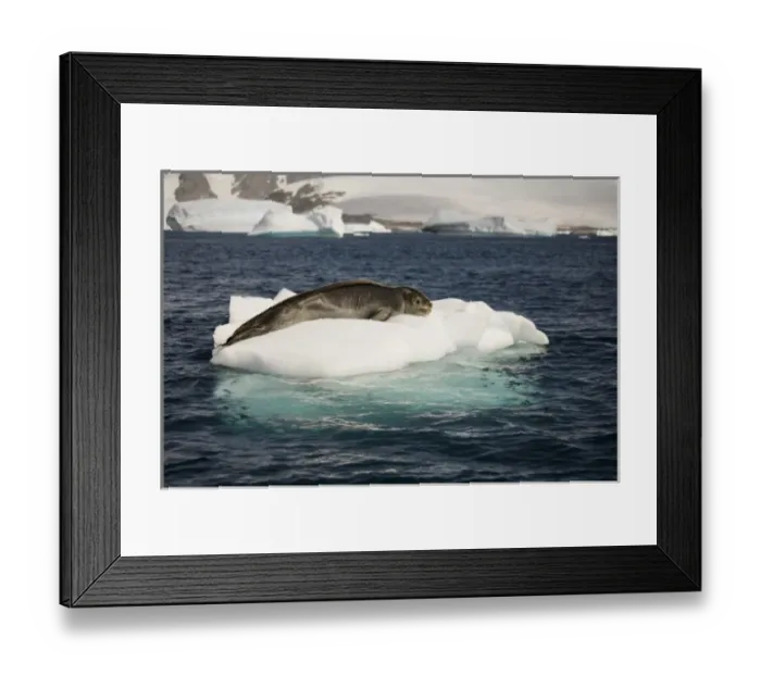 Framed Print : Antarctica. Leopard seal adrift on ice flow Framed Print : Antarctica. Leopard seal adrift on ice flow