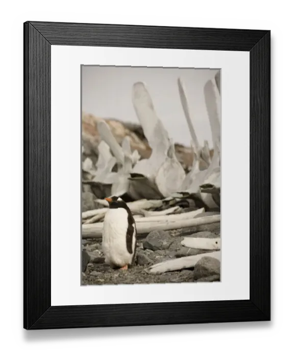 Framed Print : Antarctic, Sub Antarctic Island Framed Print : Antarctic, Sub Antarctic Island