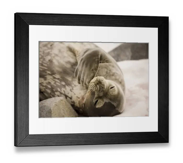 Framed Print : Antarctic, Sub Antarctic Island