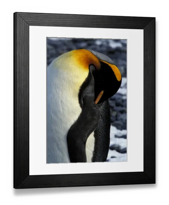 Framed Print : Antarctic, Sub Antarctic Island Framed Print : Antarctic, Sub Antarctic Island