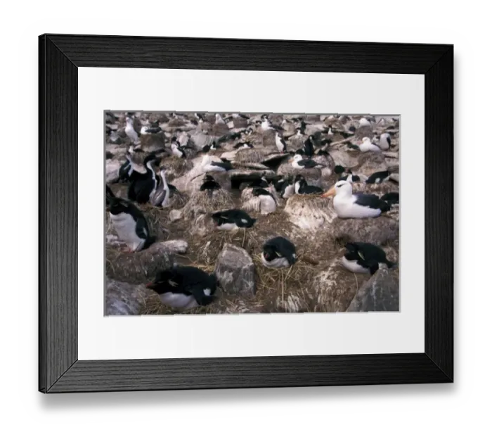 Framed Print : South America, Faulkland Islands. Imperial Cormorants (Phalacrocorax atriceps), penguins Framed Print : South America, Faulkland Islands. Imperial Cormorants (Phalacrocorax atriceps), penguins