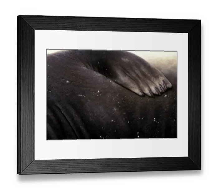 Framed Print : South America, South Georgia Island. Southern Elephant Seal (Mirounga leonina)