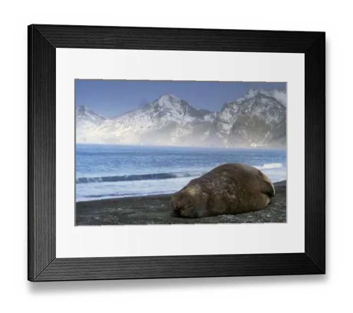 Framed Print : South America, South Georgia Island. Southern Elephant Seal (Mirounga leonina)