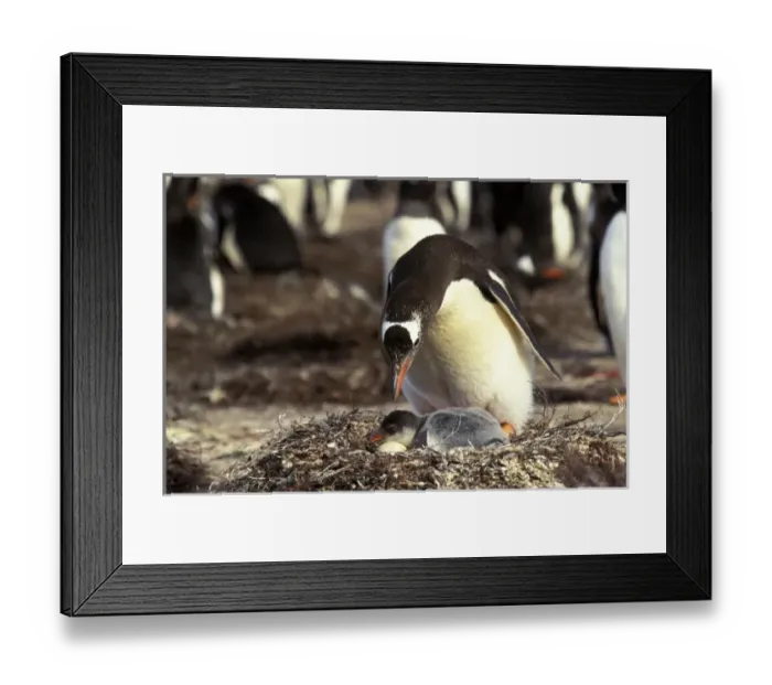 Framed Print : Antarctic, Sub Antarctic Island Framed Print : Antarctic, Sub Antarctic Island