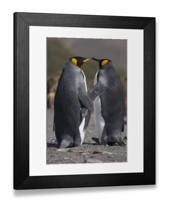 Framed Print : A pair of king penguins seal their pair bond as part of their mating ritual Framed Print : A pair of king penguins seal their pair bond as part of their mating ritual