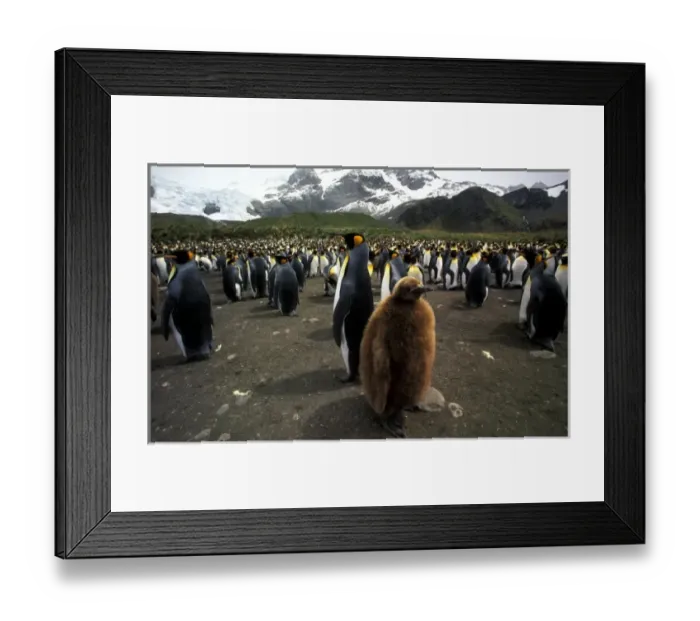 Framed Print : Antarctic, Sub Antarctic Island Framed Print : Antarctic, Sub Antarctic Island