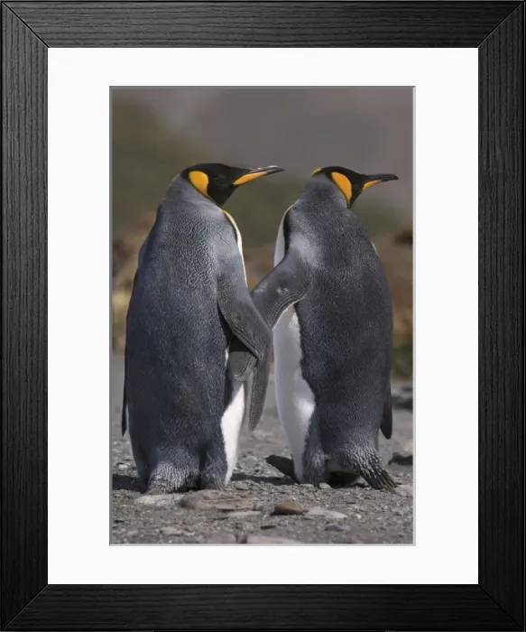 Framed Print : A pair of king penguins seal their pair bond as part of their mating ritual Framed Print : A pair of king penguins seal their pair bond as part of their mating ritual