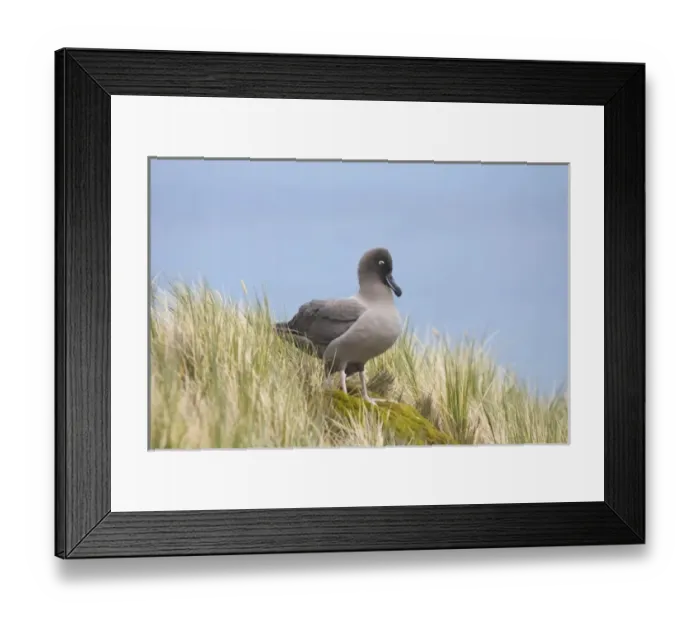 Framed Print : Antarctic, Sub Antarctic Island Framed Print : Antarctic, Sub Antarctic Island
