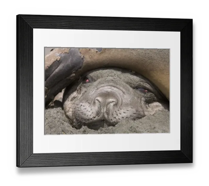 Framed Print : A southern elephant seal lays on the beach with the tail of a second elephant seal Framed Print : A southern elephant seal lays on the beach with the tail of a second elephant seal