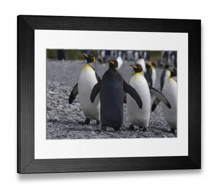 Framed Print : A dark charcoal gray colored melanistic king penguin contrasts sharply and stands