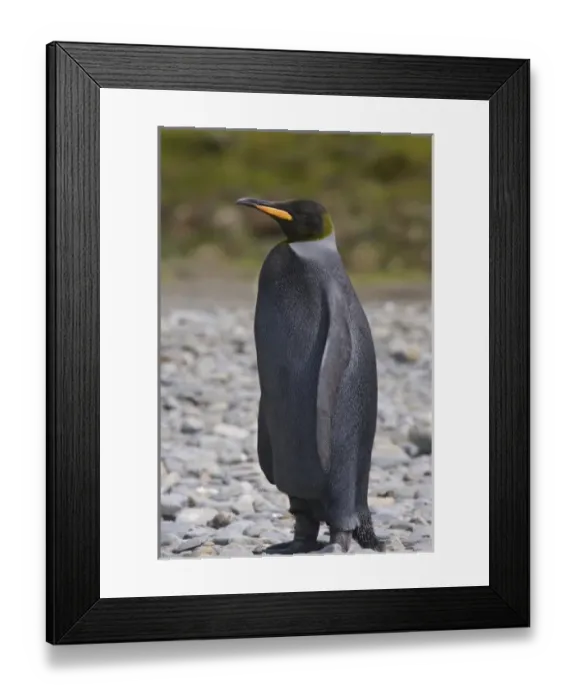 Framed Print : A dark charcoal gray colored melanistic king penguin contrasts sharply and stands Framed Print : A dark charcoal gray colored melanistic king penguin contrasts sharply and stands