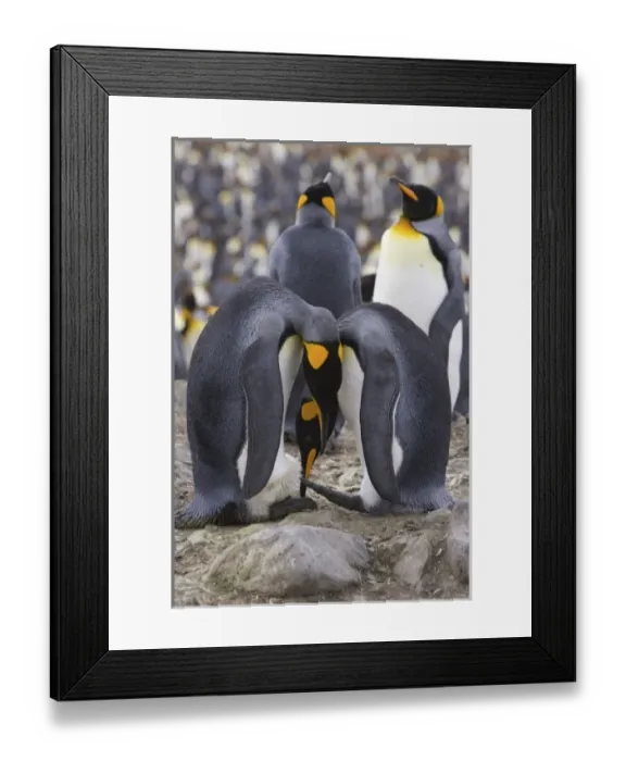 Framed Print : A pair of King penguins perform an egg exchange in the largest king penguin colony Framed Print : A pair of King penguins perform an egg exchange in the largest king penguin colony