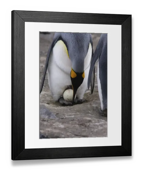 Framed Print : A pair of King penguins perform an egg exchange in the largest king penguin colony