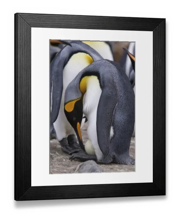 Framed Print : A pair of King penguins perform an egg exchange in the largest king penguin colony