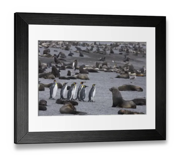 Framed Print : A small group of king penguins stand surrounded by thousands of Antarctic fur seals Framed Print : A small group of king penguins stand surrounded by thousands of Antarctic fur seals