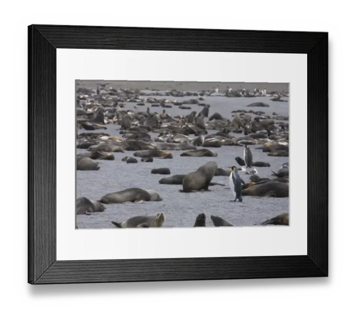 Framed Print : A single king penguins stands out in a crowd of thousands of Antarctic fur seals Framed Print : A single king penguins stands out in a crowd of thousands of Antarctic fur seals