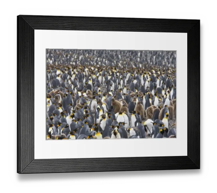 Framed Print : Antarctic, Sub Antarctic Island Framed Print : Antarctic, Sub Antarctic Island