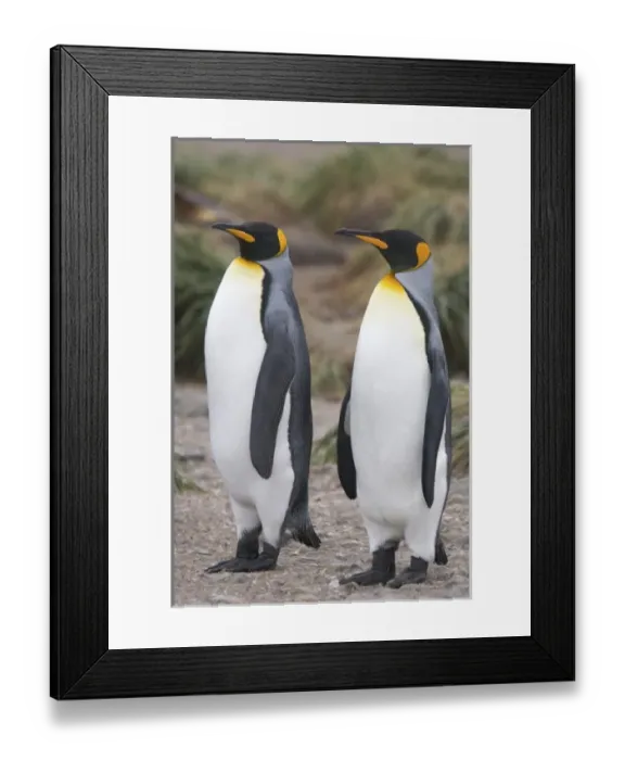 Framed Print : Antarctic, Sub Antarctic Island Framed Print : Antarctic, Sub Antarctic Island