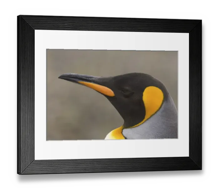 Framed Print : Antarctic, Sub Antarctic Island Framed Print : Antarctic, Sub Antarctic Island