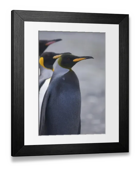 Framed Print : A dark charcoal gray colored melanistic king penguin stands out in a crowd of normal Framed Print : A dark charcoal gray colored melanistic king penguin stands out in a crowd of normal