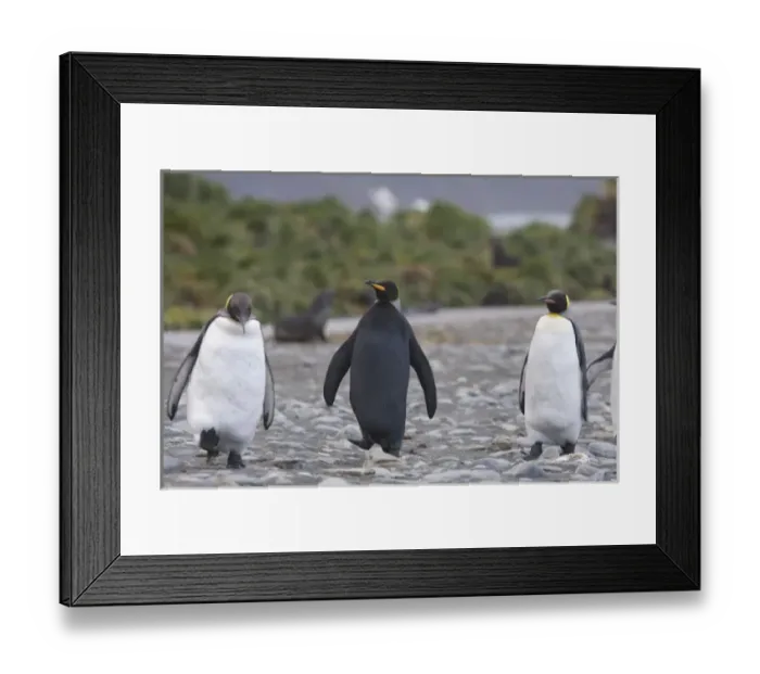 Framed Print : A dark charcoal gray colored melanistic king penguin stands out in a crowd of normal Framed Print : A dark charcoal gray colored melanistic king penguin stands out in a crowd of normal