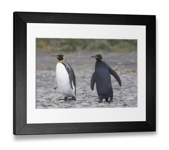 Framed Print : A dark charcoal gray colored melanistic king penguin walks with a normal colored Framed Print : A dark charcoal gray colored melanistic king penguin walks with a normal colored