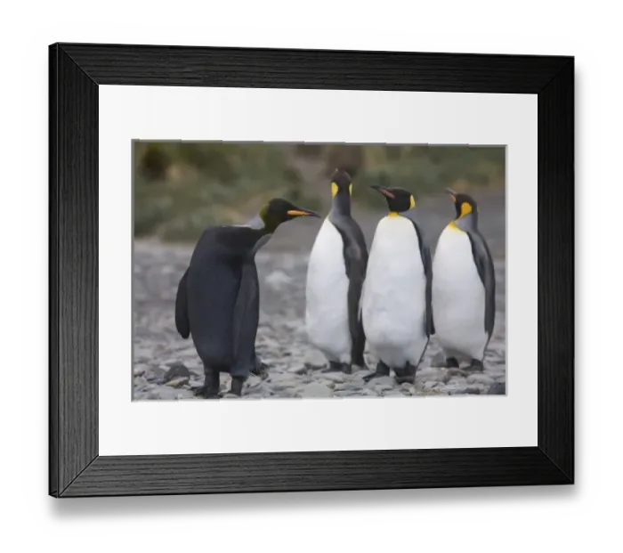 Framed Print : A dark charcoal gray colored melanistic king penguin stands out in a crowd of normal Framed Print : A dark charcoal gray colored melanistic king penguin stands out in a crowd of normal