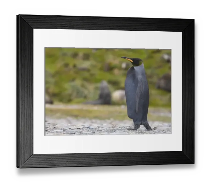 Framed Print : Antarctic, Sub Antarctic Island