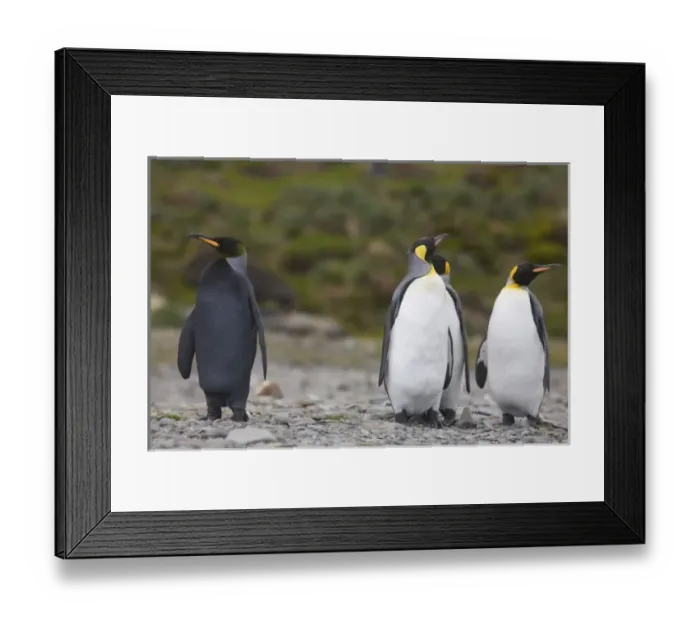 Framed Print : A dark charcoal gray colored melanistic king penguin stands out in a crowd of normal