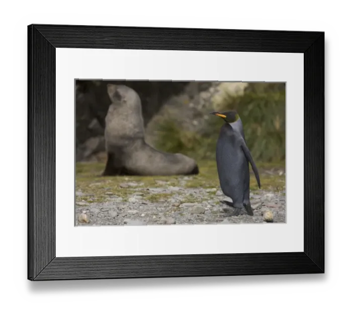 Framed Print : Antarctic, Sub Antarctic Island Framed Print : Antarctic, Sub Antarctic Island
