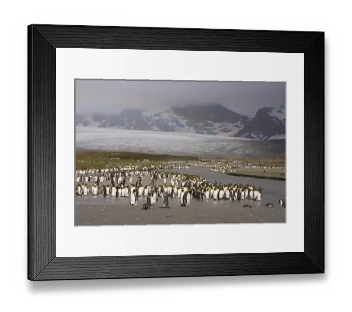 Framed Print : Loafing King penguins line the edge of a glacial melt river at St. Andrews Bay site Framed Print : Loafing King penguins line the edge of a glacial melt river at St. Andrews Bay site