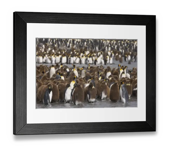 Framed Print : Juvenile King penguins, known as oakum boys creche together in the largest king penguin Framed Print : Juvenile King penguins, known as oakum boys creche together in the largest king penguin