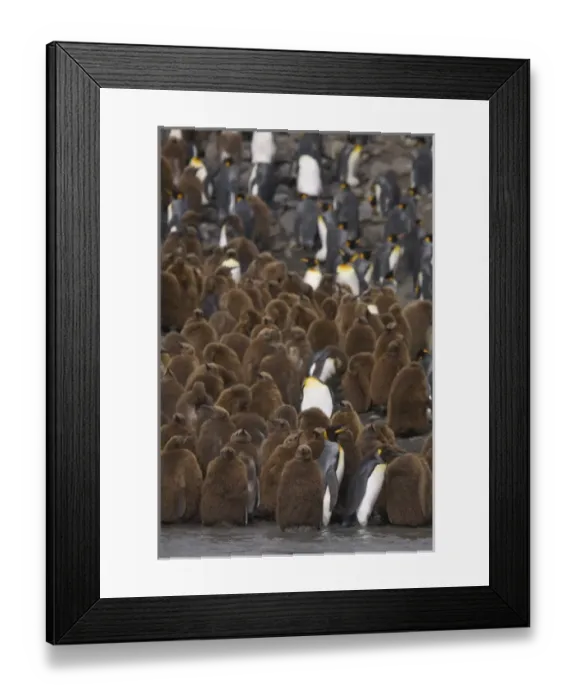 Framed Print : Adult king penguins stand out from juvenile King penguins, known as oakum boys which Framed Print : Adult king penguins stand out from juvenile King penguins, known as oakum boys which