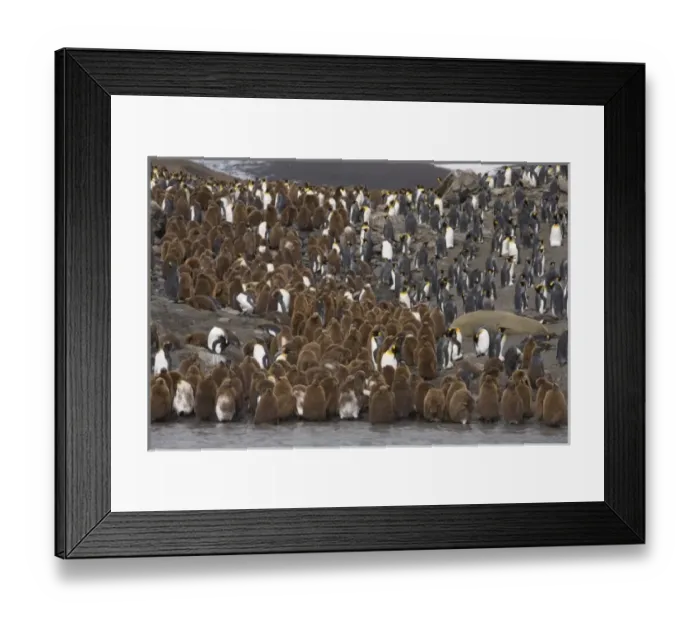 Framed Print : Adult king penguins stand out from juvenile King penguins, known as oakum boys which Framed Print : Adult king penguins stand out from juvenile King penguins, known as oakum boys which