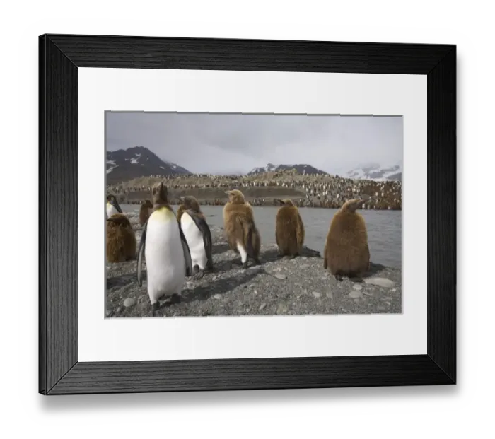 Framed Print : Antarctic, Sub Antarctic Island Framed Print : Antarctic, Sub Antarctic Island