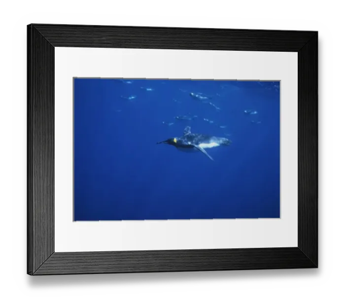 Framed Print : King Penguins, (Aptenodytes patagonicus), underwater, Macquarie Island, sub-Antarctica Australia