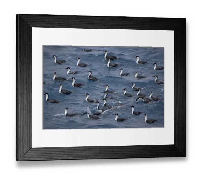 Framed Print : Antarctic (blue-eyed) Shag (Phalacrocroax bransfieldensis) in south Scotia Sea, Antarctica Framed Print : Antarctic (blue-eyed) Shag (Phalacrocroax bransfieldensis) in south Scotia Sea, Antarctica