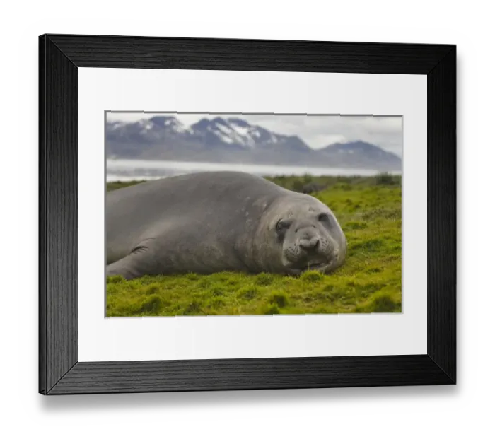 Framed Print : Elephant seal (Mirounga leonina) on the island, Hercules Bay, South Georgia, Antarctica Framed Print : Elephant seal (Mirounga leonina) on the island, Hercules Bay, South Georgia, Antarctica