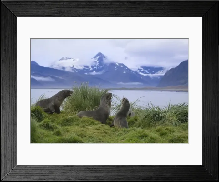 Framed Print : Antarctic Fur Seal (Arctocephalus gazella) in the grass, Hercules Bay, South Georgia Framed Print : Antarctic Fur Seal (Arctocephalus gazella) in the grass, Hercules Bay, South Georgia