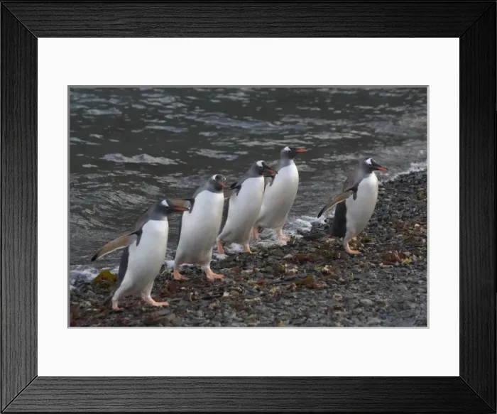 Framed Print : Gentoo Penguin (Pygoscelis papua) in the water, Hercules Bay, South Georgia, Antarctica Framed Print : Gentoo Penguin (Pygoscelis papua) in the water, Hercules Bay, South Georgia, Antarctica