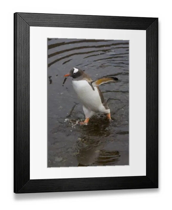 Framed Print : Gentoo Penguin (Pygoscelis papua), Hercules Bay, South Georgia, Antarctica Framed Print : Gentoo Penguin (Pygoscelis papua), Hercules Bay, South Georgia, Antarctica